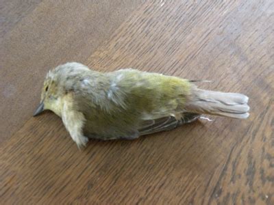 小鳥死在家門口